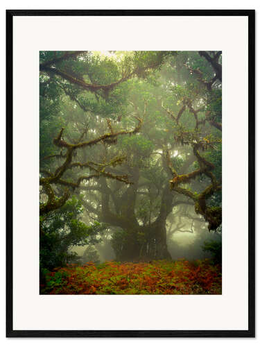 Innrammet kunsttrykk Gnarled branches in the fairytale forest