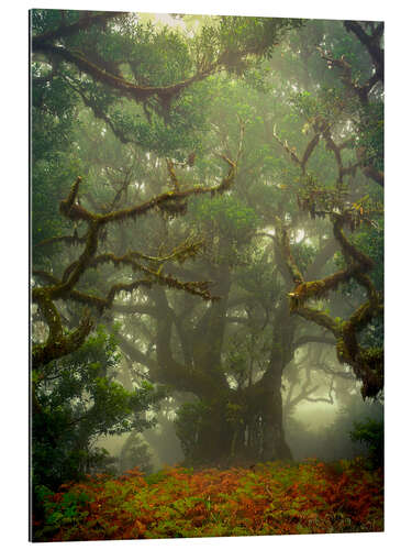 Gallery print Gnarled branches in the fairytale forest