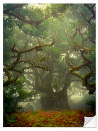 Selvklebende plakat Gnarled branches in the fairytale forest