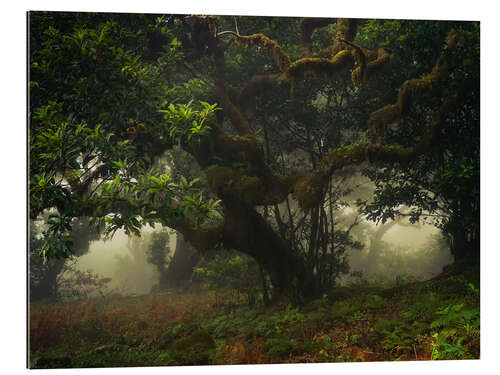 Tableau en plexi-alu Forêt mystique