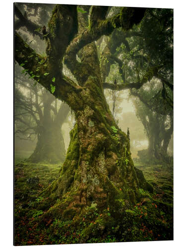 Aluminium print Gnarled old tree