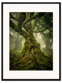 Gerahmter Kunstdruck Knorriger alter Baum