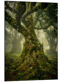 Magnettafel Knorriger alter Baum