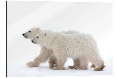 Galleriprint Young animal of the year