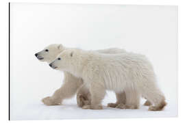 Magnettafel Jungtier des Jahres