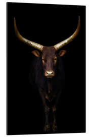 Gallery print Longhorn cattle