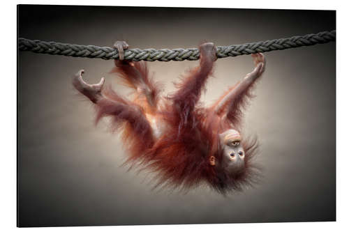 Aluminium print Little acrobat