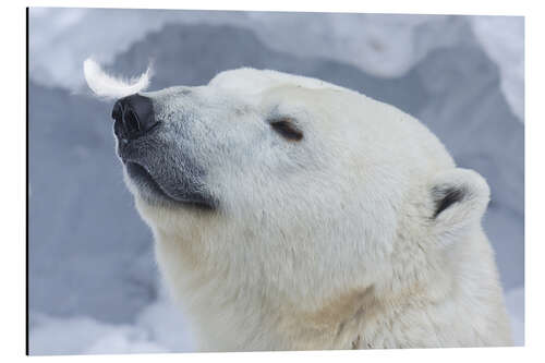 Aluminium print Polar Bear Portrait