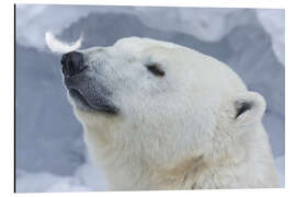 Obraz na aluminium Polar Bear Portrait