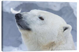 Canvas print Polar Bear Portrait