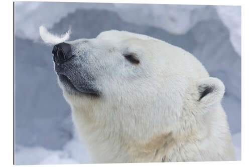 Galleriprint Polar Bear Portrait