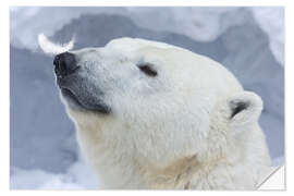 Naklejka na ścianę Polar Bear Portrait