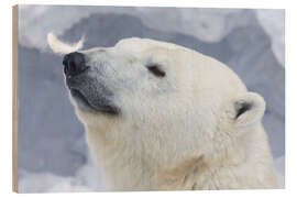 Wood print Polar Bear Portrait