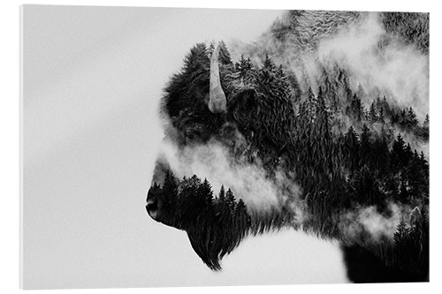 Acrylglasbild Bison