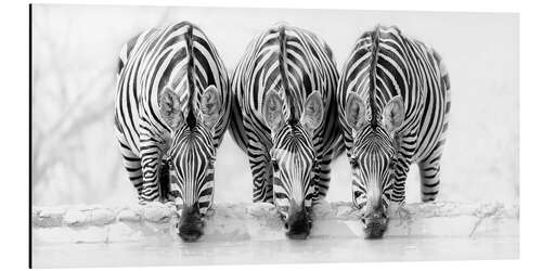 Aluminiumtavla Drinking zebras