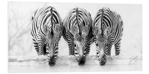 PVC-taulu Drinking zebras