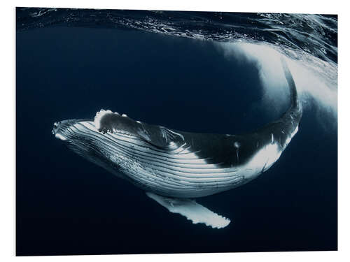 PVC-tavla Calf humpback whale