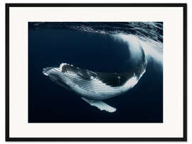 Gerahmter Kunstdruck Buckelwal Kalb