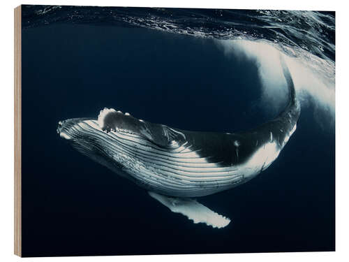 Print på træ Calf humpback whale