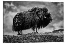 Aluminium print Musk ox