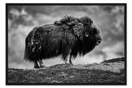 Gerahmter Kunstdruck Moschusochse