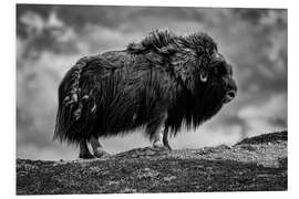 Foam board print Musk ox