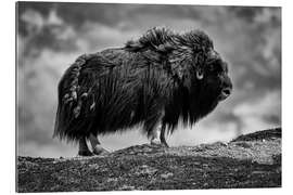 Galleriataulu Musk ox