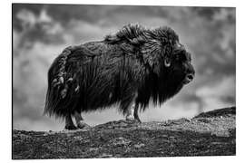 Magnettafel Moschusochse