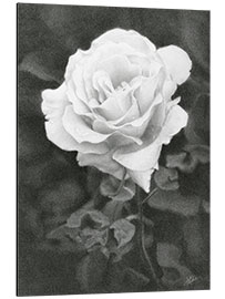 Tableau en aluminium Rose blanche