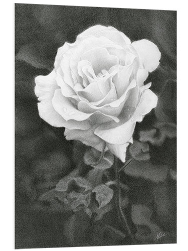 Foam board print White Rose