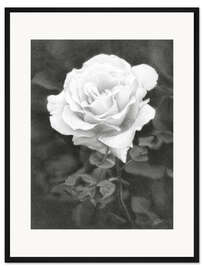 Gerahmter Kunstdruck Weiße Rose