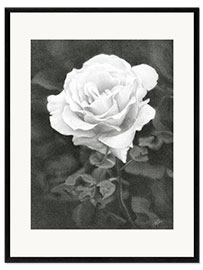 Framed art print White Rose