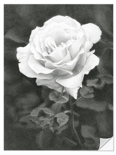 Selvklebende plakat White Rose