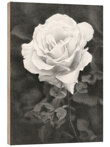 Wood print White Rose