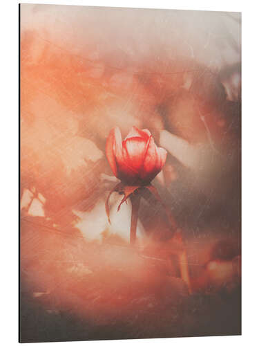 Tableau en aluminium Rose nostalgique