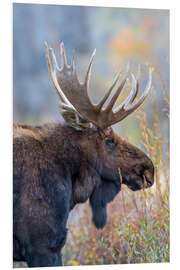 Foam board print Majestic moose in profile