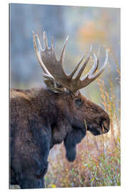 Gallery print Majestic moose in profile