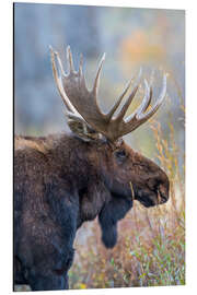 Magnettafel Majestätischer Elch im Profil