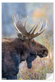 Naklejka na ścianę Majestic moose in profile