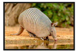 Gerahmter Kunstdruck Gürteltier beim trinken