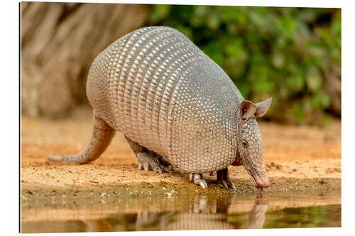 Gallery print Armadillo while drinking