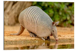 Magnettafel Gürteltier beim trinken