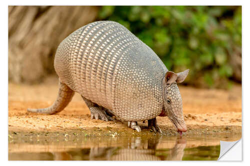 Selvklebende plakat Armadillo while drinking