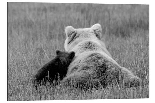 Aluminium print Grizzly bear mom with child