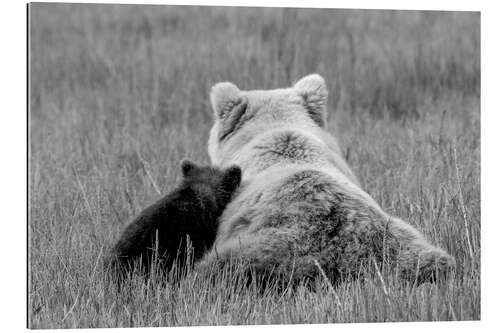 Gallery print Grizzly bear mom with child