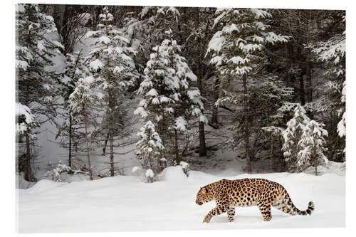 Acrylic print Leopard is streaking through winter landscape