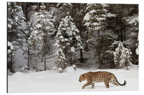 Aluminium print Leopard is streaking through winter landscape