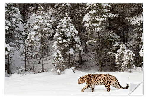 Vinilo para la pared Leopardo atravesando el paisaje invernal