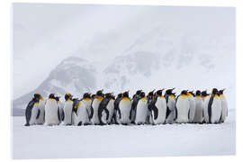 Acrylic print Penguins crowd together