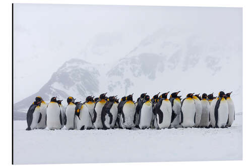 Tableau en aluminium Rassemblement de pingouins